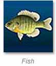 fishup.jpg
