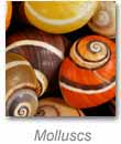 mollusc_button.jpg